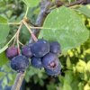 Amelanchier alnifolia 'Smoky' - muchovník