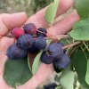 Amelanchier alnifolia 'Thiessen' - muchovník olšolistý