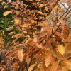Amelanchier lamarckii - muchovník Lamarckův
