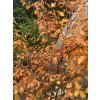 Amelanchier lamarckii - muchovník Lamarckův