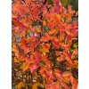 Amelanchier 'Princess Diana' - muchovník