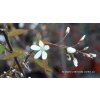 Amelanchier 'Snowflake' - muchovník