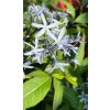 Amsonia tabernaemontana - amsónie