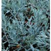 Andromeda polifolia 'Blue Lagoon' - kyhanka