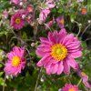 Anemone hybrida 'Pamina' - sasanka