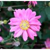 Anemone hupehensis var. japonica 'Prinz Heinrich' - sasanka
