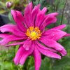 Anemone hupehensis var. japonica 'Bressingham Glow' - sasanka