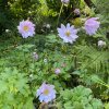 Anemone hybrida 'Whirlwind Pink' - sasanka