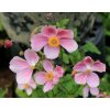 Anemone tomentosa 'Robustissima' - sasanka