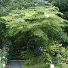 Aralia elata - arálie štíhlá