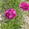 Armeria maritima 'Splendens' - trávnička přímořská