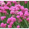 Armeria maritima 'Splendens' - trávnička přímořská