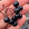 Aronia melanocarpa 'Hugin' kmínek - černý jeřáb / temnoplodec