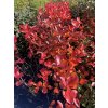 Aronia melanocarpa 'Nero' - černý jeřáb / temnoplodec černoplodý