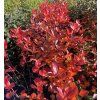 Aronia melanocarpa 'Nero' kmínek - černý jeřáb