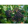 Aronia melanocarpa 'Nero' kmínek - černý jeřáb / temnoplodec černoplodý
