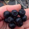 Aronia prunifolia 'Viking' - černý jeřáb
