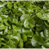 Asarum europaeum - kopytník evropský