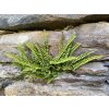 Asplenium trichomanes - sleziník červený