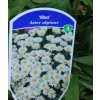 Aster alpinus 'Albus' - hvězdnice alpská
