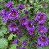 Aster novae-angliae 'Andenken an Alma Pötschke' - hvězdnice novoanglická