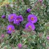 Aster novae-angliae 'Andenken an Alma Pötschke' - hvězdnice novoanglická