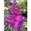 Astilbe chinensis 'Vision in Red' - čechrava