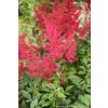 Astilbe japonica 'Montgomery' - čechrava