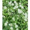 Astrantia major - jarmanka větší