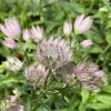 Astrantia major 'Primadonna' - jarmanka
