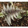 Athyrium niponicum 'Metallicum' - papratka japonská