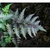 Athyrium niponicum 'Red Beauty' - papratka japonská