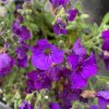 AUBRIETA gracilis Florado Purple