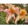 Azalea 'Don Quixote' - azalka velkokvětá