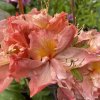 Azalea 'Don Quixote' - azalka velkokvětá
