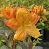 Azalea 'Annabella' - azalka velkokvětá