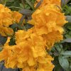 Azalea 'Annabella' - azalka velkokvětá