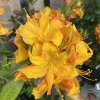Azalea 'Annabella' - azalka velkokvětá