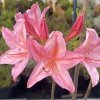 Azalea 'Antilope' - azalka velkokvětá