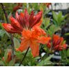 Azalea 'Baccarat' - azalka velkokvětá