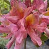 Azalea 'Bery Rose' - azalka velkokvětá