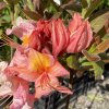 Azalea 'Bery Rose' - azalka velkokvětá