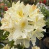 Azalea 'Daviesii' - azalka velkokvětá