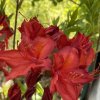 Azalea 'Doloroso' - azalka velkokvětá