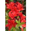 Azalea 'Doloroso' - azalka velkokvětá