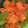 Azalea 'Gibraltar' kmínek - azalka velkokvětá