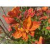 Azalea 'Glowing Embers' - azalka velkokvětá