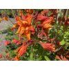 Azalea 'Glowing Embers' - azalka velkokvětá