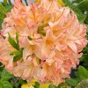 Azalea 'Chanel' - azalka velkokvětá