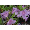 Azalea japonica (Rhododendron lediganense) 'Ledikanense' - azalka japonská